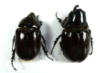 Beetles,  (s796),  Dynastidae,  Heterogomphus Mirabilis,  Pair,  Very Rare