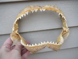 (sj30 - 230) 8 " Bull Shark Jaw Jaws Teeth Taxidermy Biology Science I Love Sharks