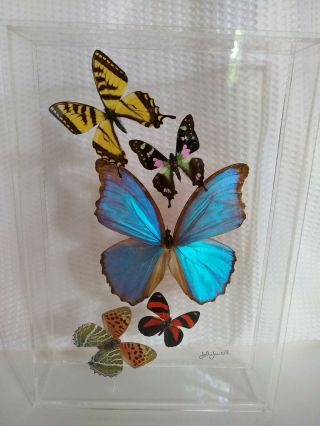 Real Butterfly Specimen Lucite Shadow Box Wall Hanging Taxidermy Signed