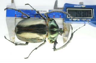 B19346 – Cheirotonus Jansoni Ps.  Beetles – Insects Ha Giang Vietnam 74mm