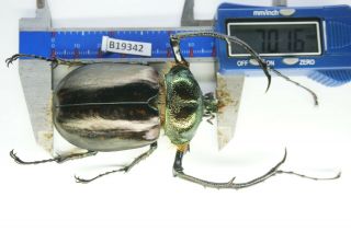 B19342 – Cheirotonus Battareli Ps.  Beetles – Insects Ha Giang Vietnam 70mm