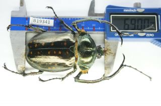 B19341 – Cheirotonus Battareli Ps.  Beetles – Insects Ha Giang Vietnam 69mm