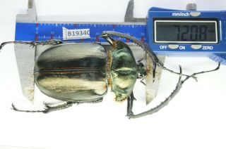 B19340 – Cheirotonus Jansoni Ps.  Beetles – Insects Ha Giang Vietnam 72mm