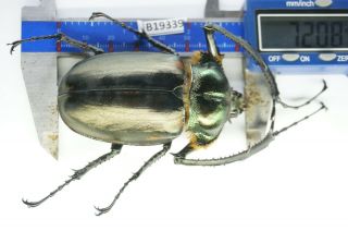 B19339 – Cheirotonus Jansoni Ps.  Beetles – Insects Ha Giang Vietnam 72mm