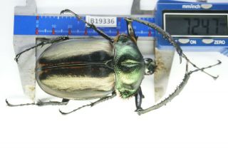 B19336 – Cheirotonus Jansoni Ps.  Beetles – Insects Ha Giang Vietnam 72mm