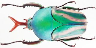 Insect - Cetonidae Eudicella Sp.  (??) - Equatorial Guinea - Male 47mm.