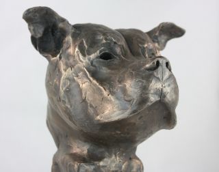Staffordshire Bull Terrier Bronze Bust Limited Edition Sculpture Staffy Ornament
