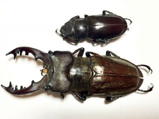 Rare Size Lucanus Maculifemoratus 72mm Pair Insect Beetle Specimen