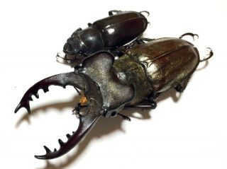 Rare size Lucanus maculifemoratus 72mm pair Insect beetle specimen 2
