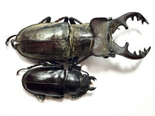 Rare Size Lucanus Maculifemoratus 71mm Pair Insect Beetle Specimen