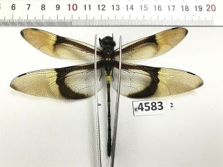 K4583 Unmounted Beetle Odonata Dragonfly Damselfy Vietnam Central