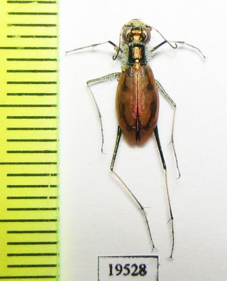 Cicindelinae,  Hypaetha Ornatipennis,  Female,  Iri,  Sistan Prov.