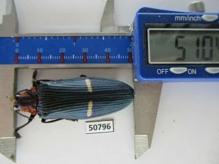 50796 Buprestidae,  Chrysochroa Sp.  Vietnam Central.  51mm
