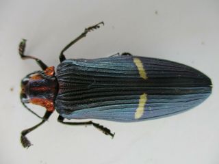 50796 Buprestidae,  Chrysochroa sp.  Vietnam Central.  51mm 2