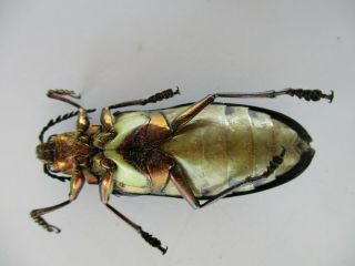 50796 Buprestidae,  Chrysochroa sp.  Vietnam Central.  51mm 3