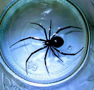 Xl Black Widow Spider Preserved In Glass Vial Real Venomous Spider Entomology