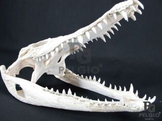 Pelgio Real Crocodile Alligator Skull Taxidermy White Head Skeleton 9 " Long