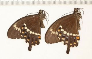 Butterfly Papilionidae Papilio Fuscus Burgenssi Vanuatu 1