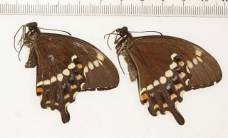BUTTERFLY Papilionidae Papilio fuscus burgenssi VANUATU 1 2