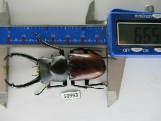 50993 Lucanidae: Dorcus Magdeleinae Lieni ?.  Vietnam Central.  66mm