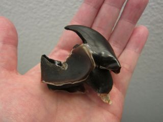 Giant Humboldt Squid Beak,  Shark Jaws,  Jaw,  Tooth,  Taxidermy,  Whale