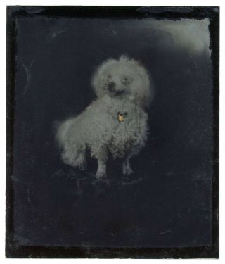 Small White Fluffy Dog With A Smile & Gold Locket Tintype Pristine &