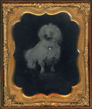 SMALL WHITE FLUFFY DOG WITH A SMILE & GOLD LOCKET TINTYPE PRISTINE & 2
