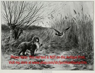 Dog Irish Water Spaniel Duck Hunting Retrieving,  Large 1901 Antique Print