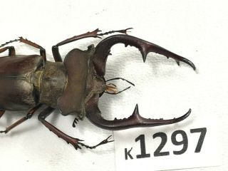 K1297 Unmounted Beetle Lucanus Fujitai 56mm ?? Vietnam North
