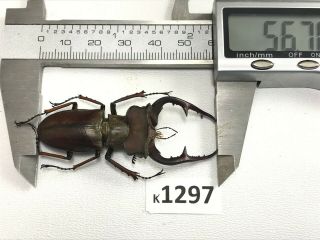 k1297 unmounted Beetle Lucanus Fujitai 56mm ?? Vietnam North 2