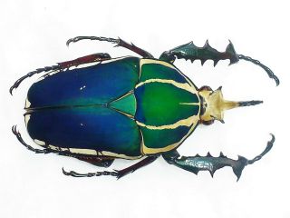 Mecynorrhina Ugandensis Male Huge Xxl Size 68mm,  Blue/green Uganda Rarity