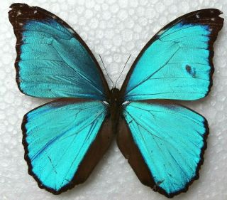 Venezuelan Butterflies Caught In The 70ies - Morpho Menelaus Menelaus (male)