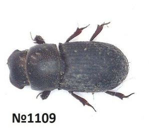 Coleoptera Aphodiinae Gen.  Sp.  Thailand 5.  5mm