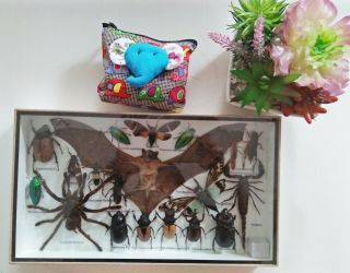 Real Rare Mounted Bat Insects Display Taxidermy Beetles Scorpion In Wood Box Bug