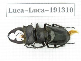 Beetle.  Lucanus Liupengyui.  China,  Tibet,  Motuo County.  1m.  191310.