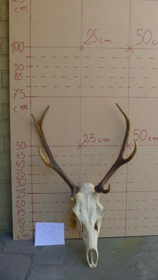 Big Red Deer Antlers Skull Great Taxidermy Ornament Wall Hanging Home Decor Art