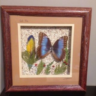 Actual Blue Morpho Butterfly Shadow Box Signed R.  R.  Campos Costa Rica