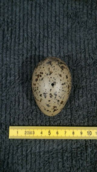 Taxidermy Blown Egg Of " Western Gull (larus Occidentalis) "
