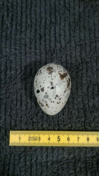 Taxidermy Blown Egg Of " Franklin’s Gull (leucophaeus Pipixcan) "
