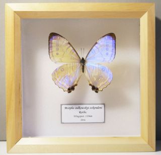 Real Peruvian Butterfly Mother Of Pearl Morpho Sulkowskyi Ockendeni