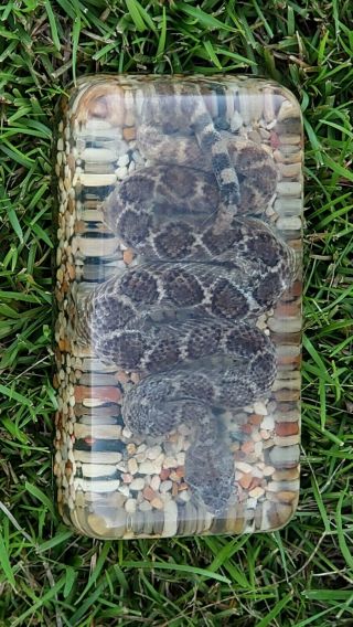 Vintage Coiled Taxidermy Diamondback Rattlesnake Encased In Acrylic Resin Lucite