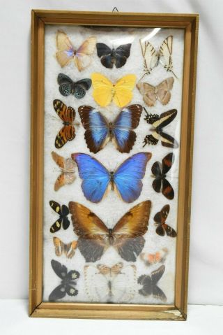 Vintage Butterfly Taxidermy Specimen Display Box Framed Blue Yellow Colorful