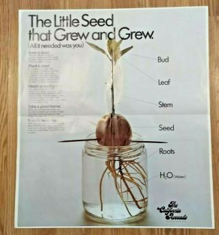 The Little Seed That Grew And Grew California Avocado Advisory Board 1973