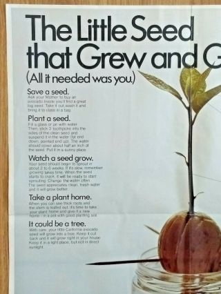 The Little Seed that Grew and Grew California Avocado Advisory Board 1973 2