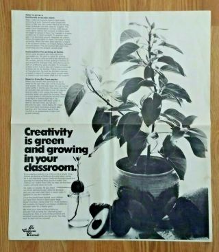 The Little Seed that Grew and Grew California Avocado Advisory Board 1973 4