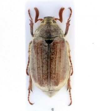 Coleoptera Beetles Melolonthidae Melolontha Sardiniensis