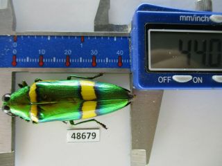 48679 Buprestidae,  Chrysochroa Sp?.  Vietnam South