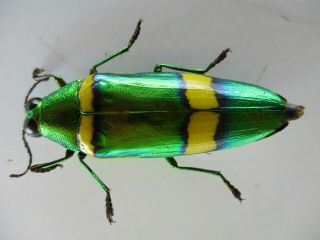 48679 Buprestidae,  Chrysochroa sp?.  Vietnam South 2