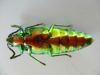 48679 Buprestidae,  Chrysochroa sp?.  Vietnam South 3