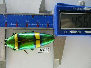 48659 Buprestidae,  Chrysochroa Sp?.  Vietnam South